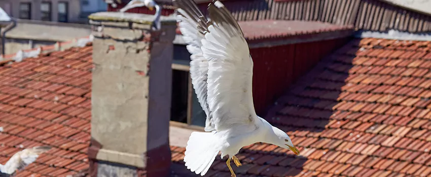 Residential Chimney Animal Removal Solution in Forest Park, OH